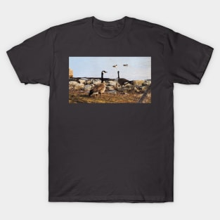 Two Canada Geese Gazing Towards The Water T-Shirt